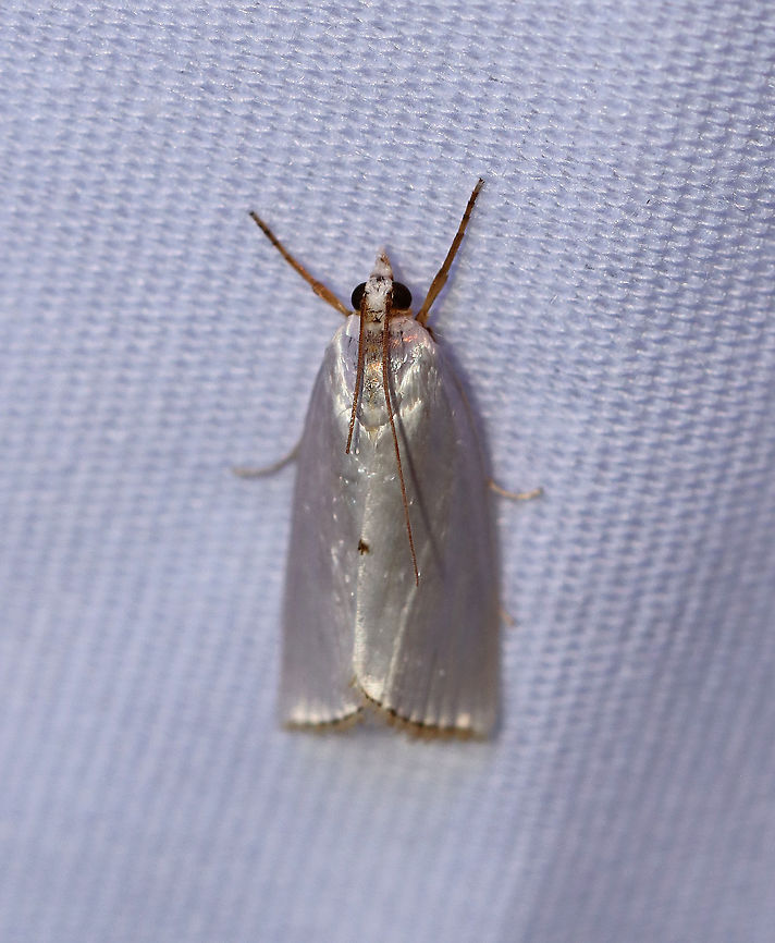 Snowy Urola - Urola nivalis TL: ~10 mm. White FW with tiny spot midway along inner margin and a black-dashed terminal line. Host: Grasses.<br />
<br />
Habitat: Attracted to an LED light (395 nm) in a semi-rural area<br />
<br />
2020(118)<br />
<figure class="photo"><a href="https://www.jungledragon.com/image/98288/snowy_urola_-_urola_nivalis.html" title="Snowy Urola - Urola nivalis"><img src="https://s3.amazonaws.com/media.jungledragon.com/images/3232/98288_thumb.jpg?AWSAccessKeyId=05GMT0V3GWVNE7GGM1R2&Expires=1763596810&Signature=eyeQwv4ZQ2M9IIh4CBcLhFT6dA0%3D" width="114" height="152" alt="Snowy Urola - Urola nivalis TL: ~10 mm. White FW with tiny spot midway along inner margin and a black-dashed terminal line. Host: Grasses.<br />
<br />
Habitat: Attracted to an LED light (395 nm) in a semi-rural area<br />
<br />
2020(118)<br />
https://www.jungledragon.com/image/98287/snowy_urola_-_urola_nivalis.html Geotagged,Moth Week 2020,Snowy urola moth,Summer,United States,Urola nivalis,moth" /></a></figure> Geotagged,Moth Week 2020,Snowy urola moth,Summer,United States,Urola,Urola nivalis,moth