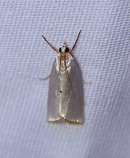 Snowy Urola - Urola nivalis TL: ~10 mm. White FW with tiny spot midway along inner margin and a black-dashed terminal line. Host: Grasses.

Habitat: Attracted to an LED light (395 nm) in a semi-rural area

2020(118)
https://www.jungledragon.com/image/98288/snowy_urola_-_urola_nivalis.html Geotagged,Moth Week 2020,Snowy urola moth,Summer,United States,Urola,Urola nivalis,moth