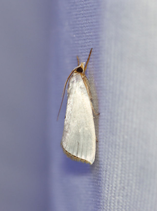 Snowy Urola - Urola nivalis TL: ~10 mm. White FW with tiny spot midway along inner margin and a black-dashed terminal line. Host: Grasses.<br />
<br />
Habitat: Attracted to an LED light (395 nm) in a semi-rural area<br />
<br />
2020(118)<br />
<figure class="photo"><a href="https://www.jungledragon.com/image/98287/snowy_urola_-_urola_nivalis.html" title="Snowy Urola - Urola nivalis"><img src="https://s3.amazonaws.com/media.jungledragon.com/images/3232/98287_thumb.jpg?AWSAccessKeyId=05GMT0V3GWVNE7GGM1R2&Expires=1759968010&Signature=hlaiE6NP2I9qQFghIVaqAu%2Fw2NY%3D" width="126" height="152" alt="Snowy Urola - Urola nivalis TL: ~10 mm. White FW with tiny spot midway along inner margin and a black-dashed terminal line. Host: Grasses.<br />
<br />
Habitat: Attracted to an LED light (395 nm) in a semi-rural area<br />
<br />
2020(118)<br />
https://www.jungledragon.com/image/98288/snowy_urola_-_urola_nivalis.html Geotagged,Moth Week 2020,Snowy urola moth,Summer,United States,Urola,Urola nivalis,moth" /></a></figure> Geotagged,Moth Week 2020,Snowy urola moth,Summer,United States,Urola nivalis,moth