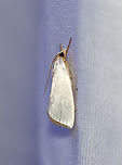 Snowy Urola - Urola nivalis TL: ~10 mm. White FW with tiny spot midway along inner margin and a black-dashed terminal line. Host: Grasses.<br />
<br />
Habitat: Attracted to an LED light (395 nm) in a semi-rural area<br />
<br />
2020(118)<br />
https://www.jungledragon.com/image/98287/snowy_urola_-_urola_nivalis.html Geotagged,Moth Week 2020,Snowy urola moth,Summer,United States,Urola nivalis,moth
