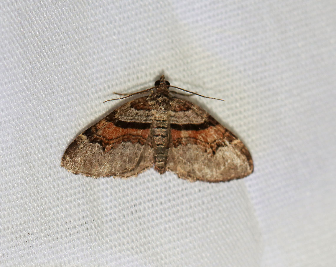 Labrador Carpet - Xanthorhoe labradorensis WD: ~20 mm. Pale gray FW with broad pinkish orange median band. AM line is straight and boldly marked in black.<br />
<br />
Habitat: Attracted to a 395 nm LED light in a semi-rural area<br />
<br />
2020(119) Geotagged,Labrador carpet moth,Moth Week 2020,Summer,United States,Xanthorhoe labradorensis,moth