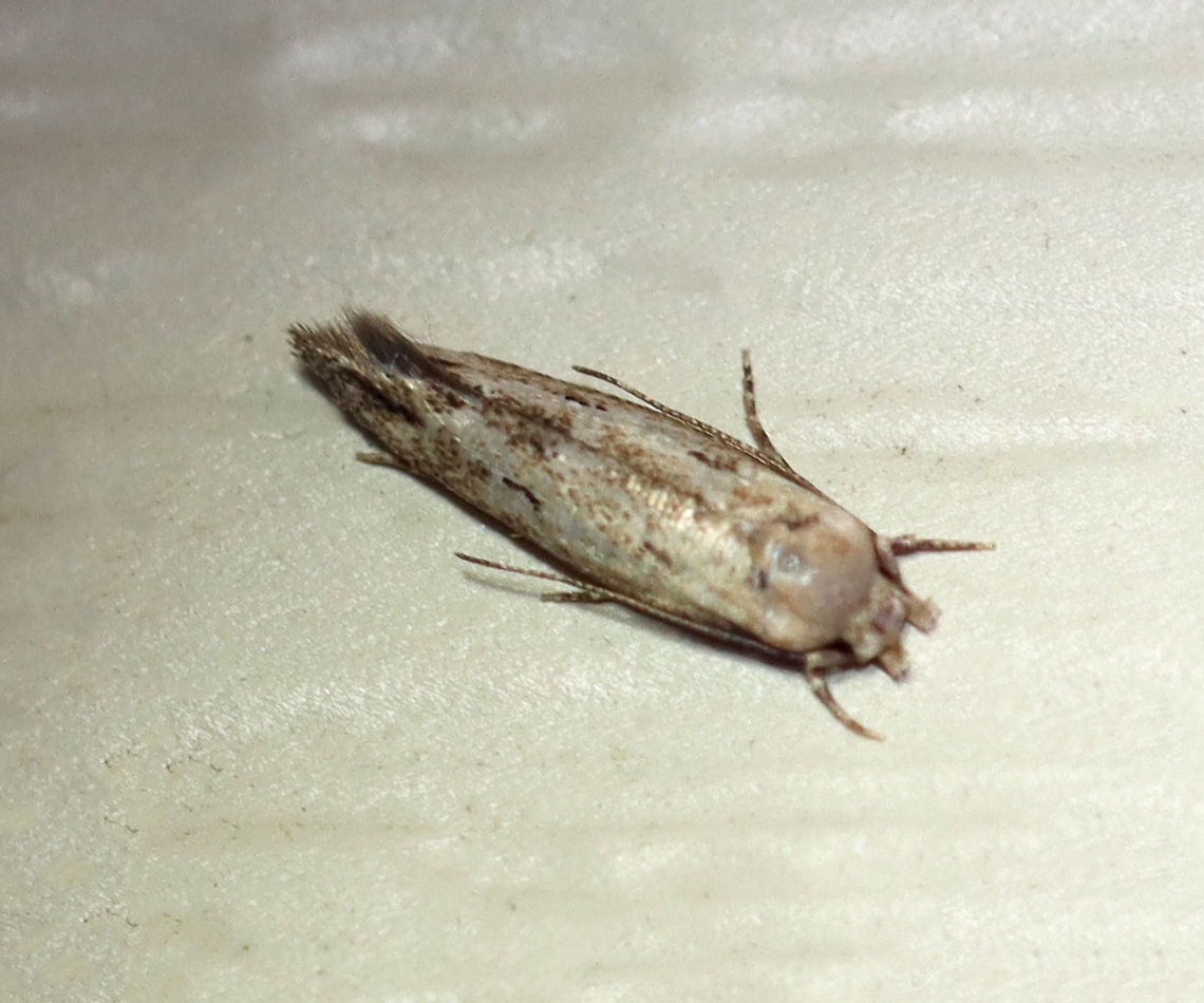 Grass Miner Moth - Elachista tetragonella species group Habitat: Attracted to a 395 nm LED light in a semi-rural area<br />
<br />
2020(120) Elachista,Elachista tetragonella species group,Geotagged,Moth Week 2020,Summer,United States,moth