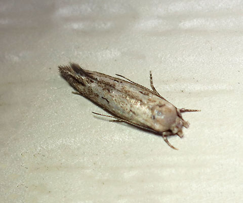 Grass Miner Moth - Elachista tetragonella species group Habitat: Attracted to a 395 nm LED light in a semi-rural area

2020(120) Elachista,Elachista tetragonella species group,Geotagged,Moth Week 2020,Summer,United States,moth