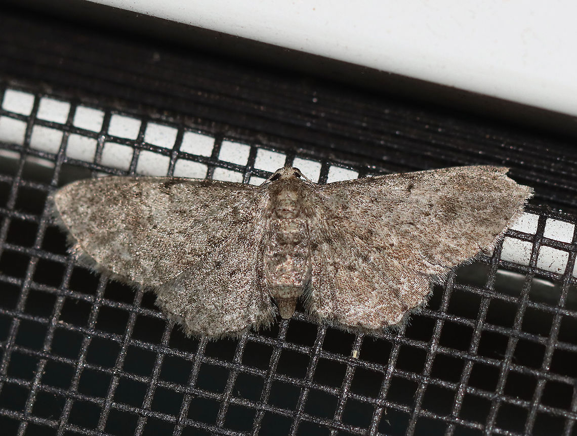 Texas Gray Moth (Glenoides texanaria) Habitat: Attracted to a 395 nm LED light in a rural area<br />
<br />
2020(121) Geotagged,Glenoides,Glenoides texanaria,Moth Week 2020,Summer,Texas Gray Moth,United States,moth