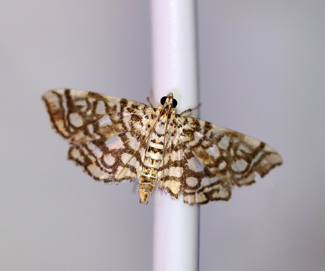 Bog Lygropia Moth - Lygropia rivulalis WS: ~15 mm. Yellowish white wings marked with an intricate pattern of brown lines. Hosts: Unknown. Status: Common.<br />
<br />
Habitat: Attracted to a 395 nm LED light in a rural area<br />
<br />
2020(122) Bog Lygropia Moth,Geotagged,Lygropia,Lygropia rivulalis,Moth Week 2020,Summer,United States,moth