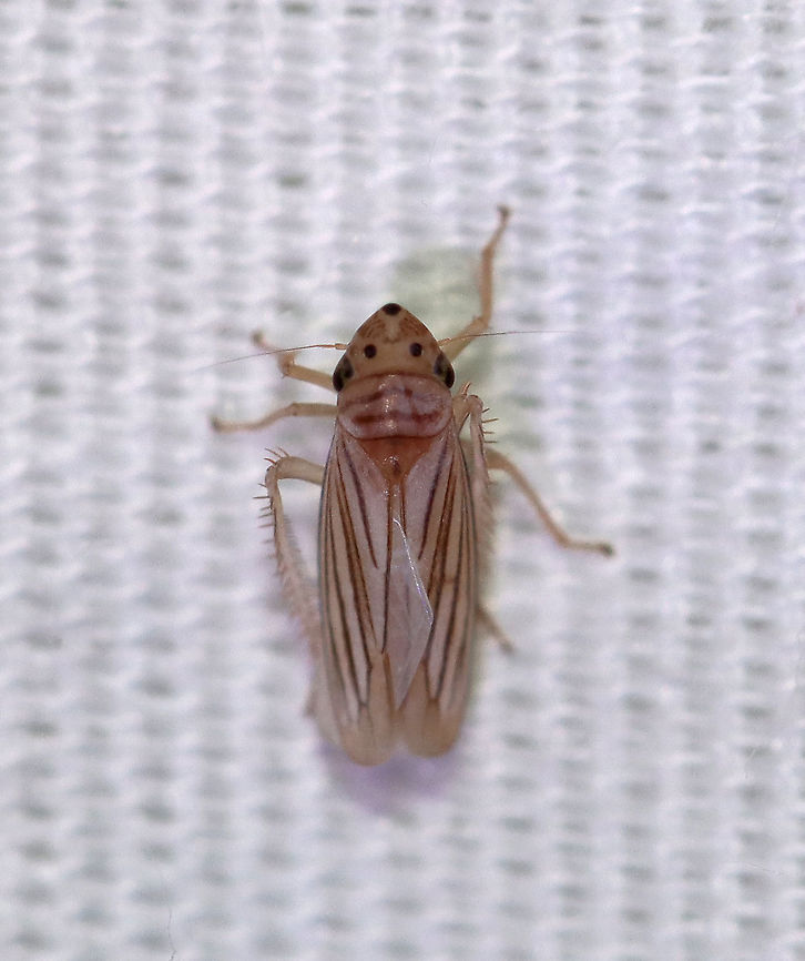 Exitianus sp.? Habitat: Attracted to a light in a semi-rural area Geotagged,Summer,United States