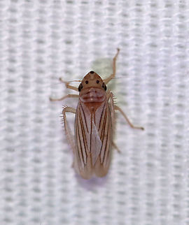 Exitianus sp.? Habitat: Attracted to a light in a semi-rural area Geotagged,Summer,United States