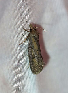 Clemens' Grass Tubeworm Moth - Acrolophus popeanella TL: ~10 mm. Tan/brown and marked with dark brown. It had a large median spot near inner margin of forewings.

Habitat: Attracted to a 395 nm LED light in a rural area

2020(123) Acrolophus popeanella,Clemens' Grass Tubeworm Moth,Geotagged,Moth Week 2020,Summer,United States,moth