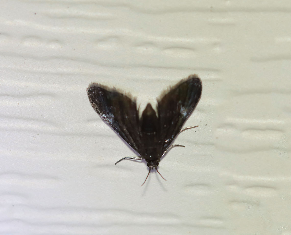 Black Duckweed Moth - Elophila tinealis TL: 5 mm. Tiny, blackish forewing with whitish blue spots in median area. Short antennae.<br />
<br />
Habitat: Attracted to a 395 nm LED light in a rural area<br />
<br />
2020(124) Black Duckweed Moth,Elophila,Elophila tinealis,Geotagged,Moth Week 2020,Summer,United States,moth