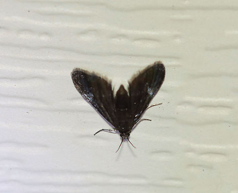 Black Duckweed Moth - Elophila tinealis TL: 5 mm. Tiny, blackish forewing with whitish blue spots in median area. Short antennae.

Habitat: Attracted to a 395 nm LED light in a rural area

2020(124) Black Duckweed Moth,Elophila,Elophila tinealis,Geotagged,Moth Week 2020,Summer,United States,moth