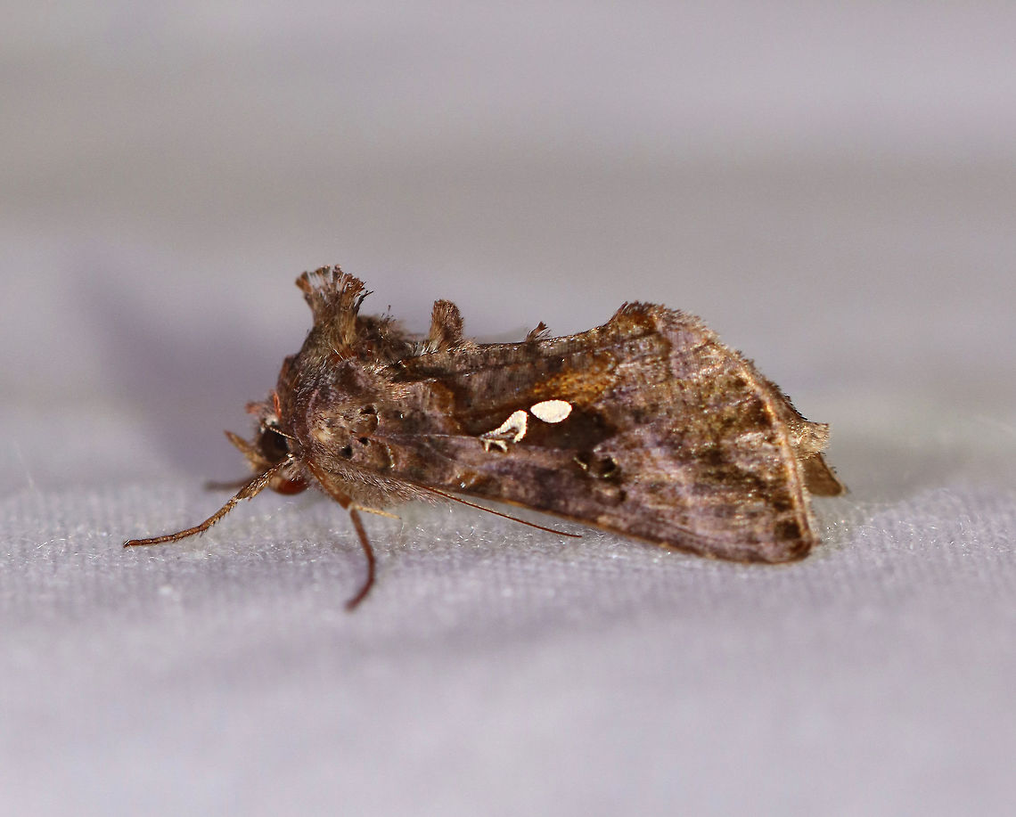 Common Looper - Autographa precationis TL: ~20 mm. Brown forewing with bronze and lilac sheen. Stigma is variable and is typically fused. Thin, reddish collar.<br />
<br />
Habitat: Attracted to a 395 nm LED light in a rural area<br />
<br />
2020(125) Autographa,Autographa precationis,Common Looper Moth,Geotagged,Looper,Moth Week 2020,Summer,United States,moth