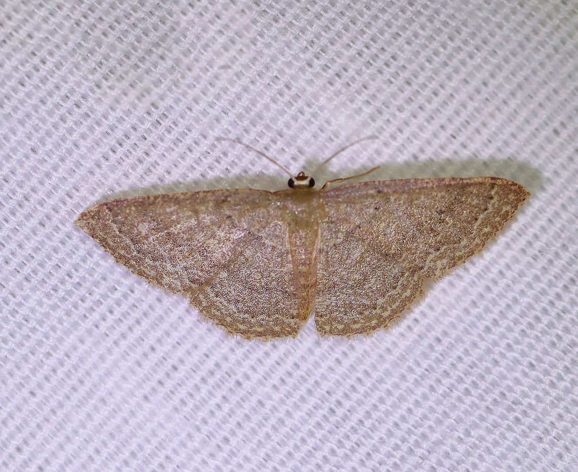 Common Tan Wave - Pleuroprucha insulsaria WS: 15 mm. Pale tan wings with faint, scalloped lines as markings. The diffuse median line is the most noticeable marking.<br />
<br />
Habitat: Attracted to a 395 nm LED light on in a semi-rural area.<br />
<br />
2020(126) Common tan wave moth,Geotagged,Moth Week 2020,Pleuroprucha,Pleuroprucha insulsaria,Summer,United States,moth