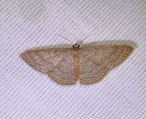 Common Tan Wave - Pleuroprucha insulsaria WS: 15 mm. Pale tan wings with faint, scalloped lines as markings. The diffuse median line is the most noticeable marking.

Habitat: Attracted to a 395 nm LED light on in a semi-rural area.

2020(126) Common tan wave moth,Geotagged,Moth Week 2020,Pleuroprucha,Pleuroprucha insulsaria,Summer,United States,moth