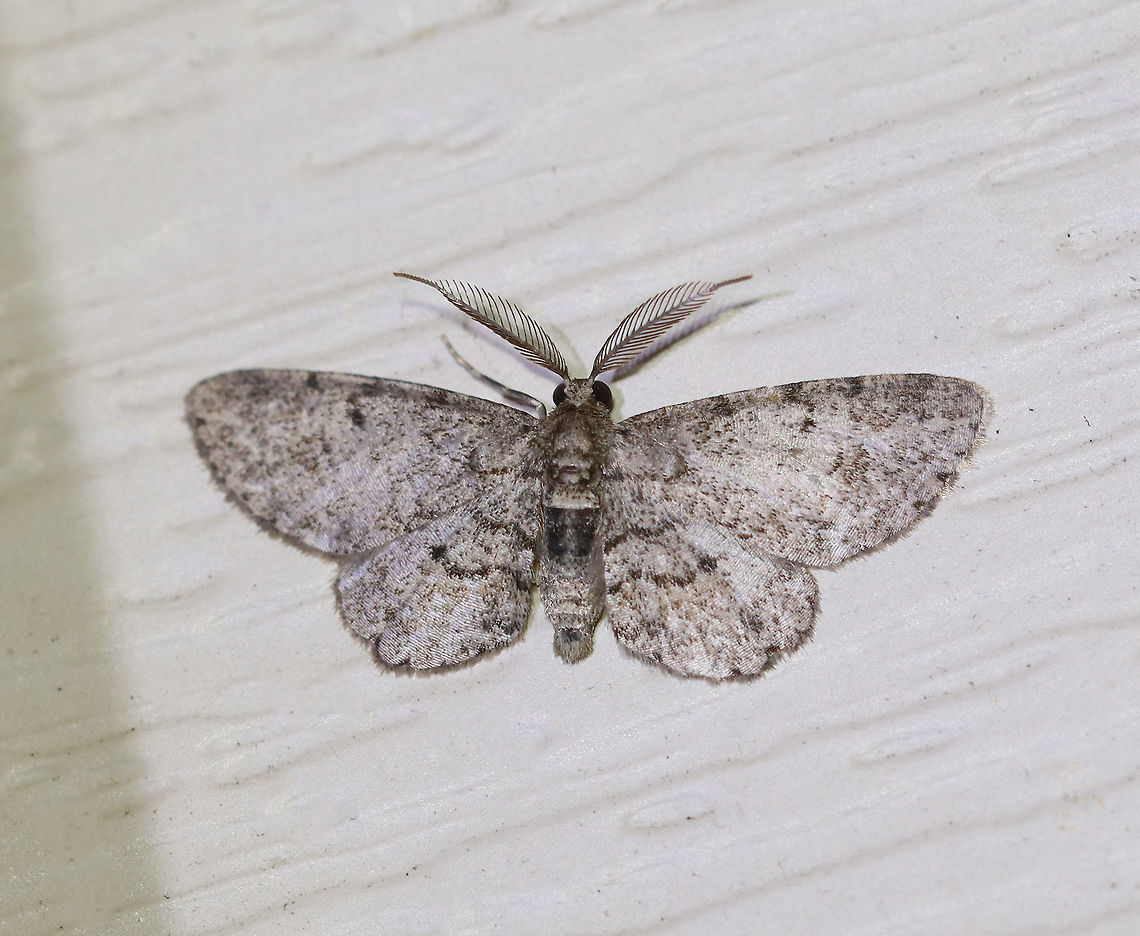 Texas Gray Moth (Glenoides texanaria) Habitat: Attracted to a 395 nm LED light in a rural area<br />
<br />
2020(d) Geotagged,Glenoides texanaria,Moth Week 2020,Summer,Texas Gray Moth,United States,moth