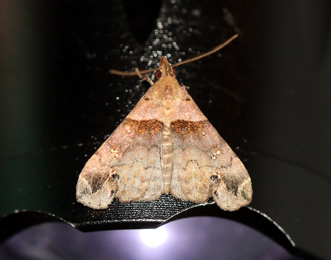 Ambiguous Moth - Lascoria ambigualis TL: ~10 mm. Forewings were violet brown with straight AM line that was edged in black. Median and postmedian lines were scalloped. Reniform spots are oblique, white crescents.<br />
<br />
Habitat: Attracted to a 395 nm light in a semi-rural area.<br />
<br />
2020(d) Ambiguous moth,Geotagged,Lascoria ambigualis,Moth Week 2020,Summer,United States,moth