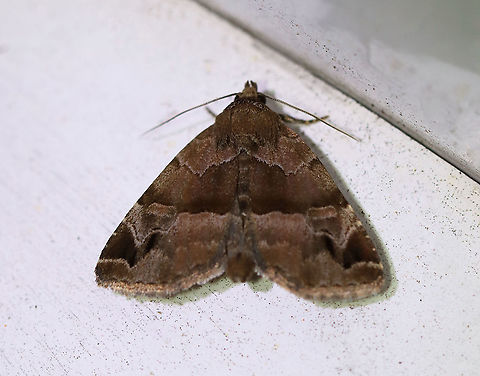 Hops Angleshade - Niphonyx segregata Habitat: Attracted to a 395 nm LED light in a rural area

2020(127) Geotagged,Hops Angleshade,Moth Week 2020,Niphonyx,Niphonyx segregata,Summer,United States,moth