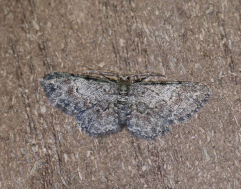 Texas Gray Moth (Glenoides texanaria) 
Habitat: Attracted to a 395 nm LED light in a rural area

2020(d) Geotagged,Glenoides texanaria,Moth Week 2020,Summer,Texas Gray Moth,United States,moth