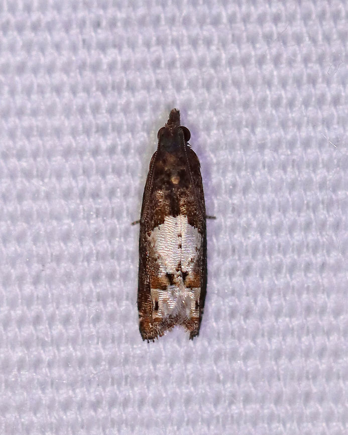 Aster Eucosma Moth - Eucosma parmatana TL: 8-10 mm. Forewings were brown with two large, dirty whitish splotches.<br />
<br />
Habitat: Attracted to a 395 nm LED light in a rural area<br />
<br />
2020(128) Aster Eucosma Moth,Eucosma,Eucosma parmatana,Geotagged,Moth Week 2020,Summer,United States,moth