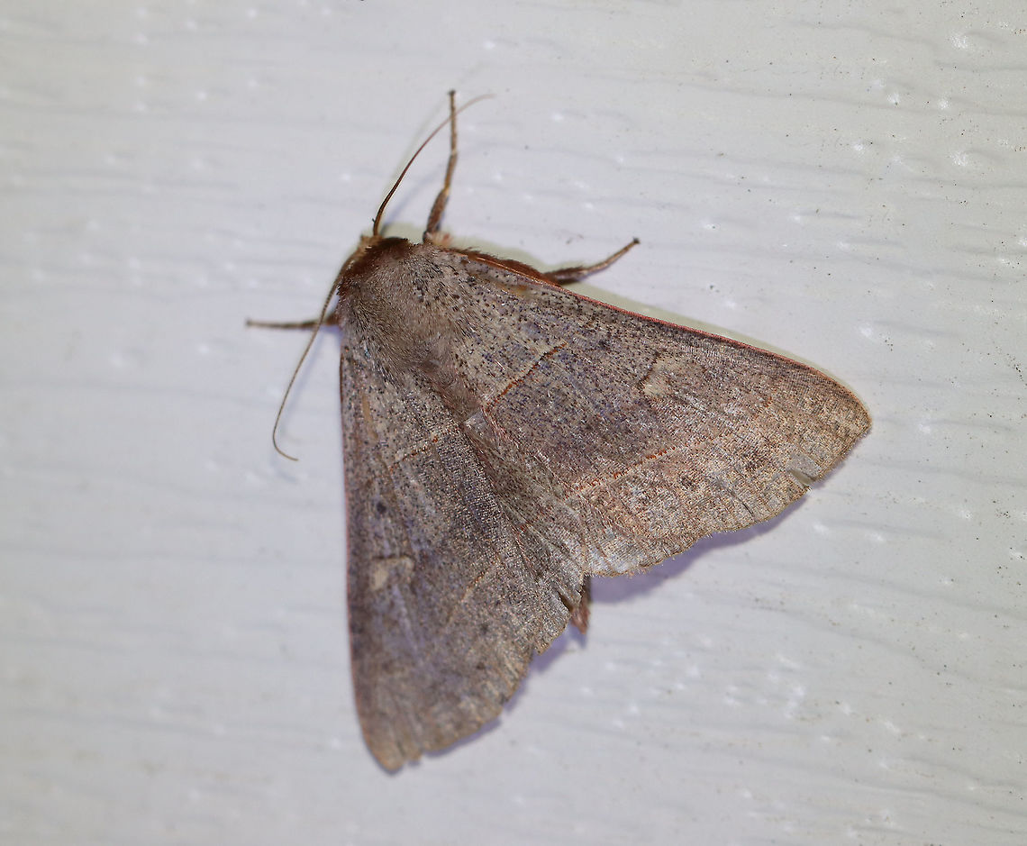 Red-lined Panopoda - Panopoda rufimargo TL: ~25 mm. Light brown FW with reddish-edged AM and PM lines. Reniform spot was black. Dotted ST line. Hosts: Beech and oak. Status: Common<br />
<br />
Habitat: Attracted to a 395 nm LED light in a semi-rural area<br />
<br />
2020(d) Geotagged,Moth Week 2020,Panopoda,Panopoda rufimargo,Red-lined panopoda,Summer,United States,moth