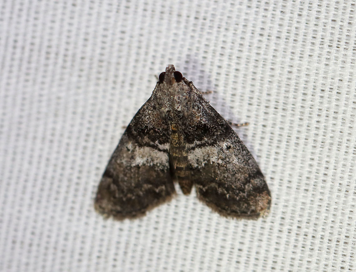 Maple Webworm Moth - Pococera asperatella TL: ~12 mm. Grayish brown FW with wide, white median band. Black AM and PM lines are double. Host: Maple<br />
<br />
Habitat: Attracted to a 395 nm light in a semi-rural area<br />
<br />
2020(129) Geotagged,Maple Webworm Moth,Moth Week 2020,Pococera,Pococera asperatella,Summer,United States,moth