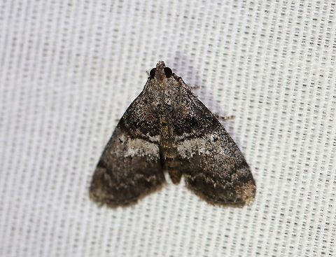 Maple Webworm Moth - Pococera asperatella TL: ~12 mm. Grayish brown FW with wide, white median band. Black AM and PM lines are double. Host: Maple

Habitat: Attracted to a 395 nm light in a semi-rural area

2020(129) Geotagged,Maple Webworm Moth,Moth Week 2020,Pococera,Pococera asperatella,Summer,United States,moth