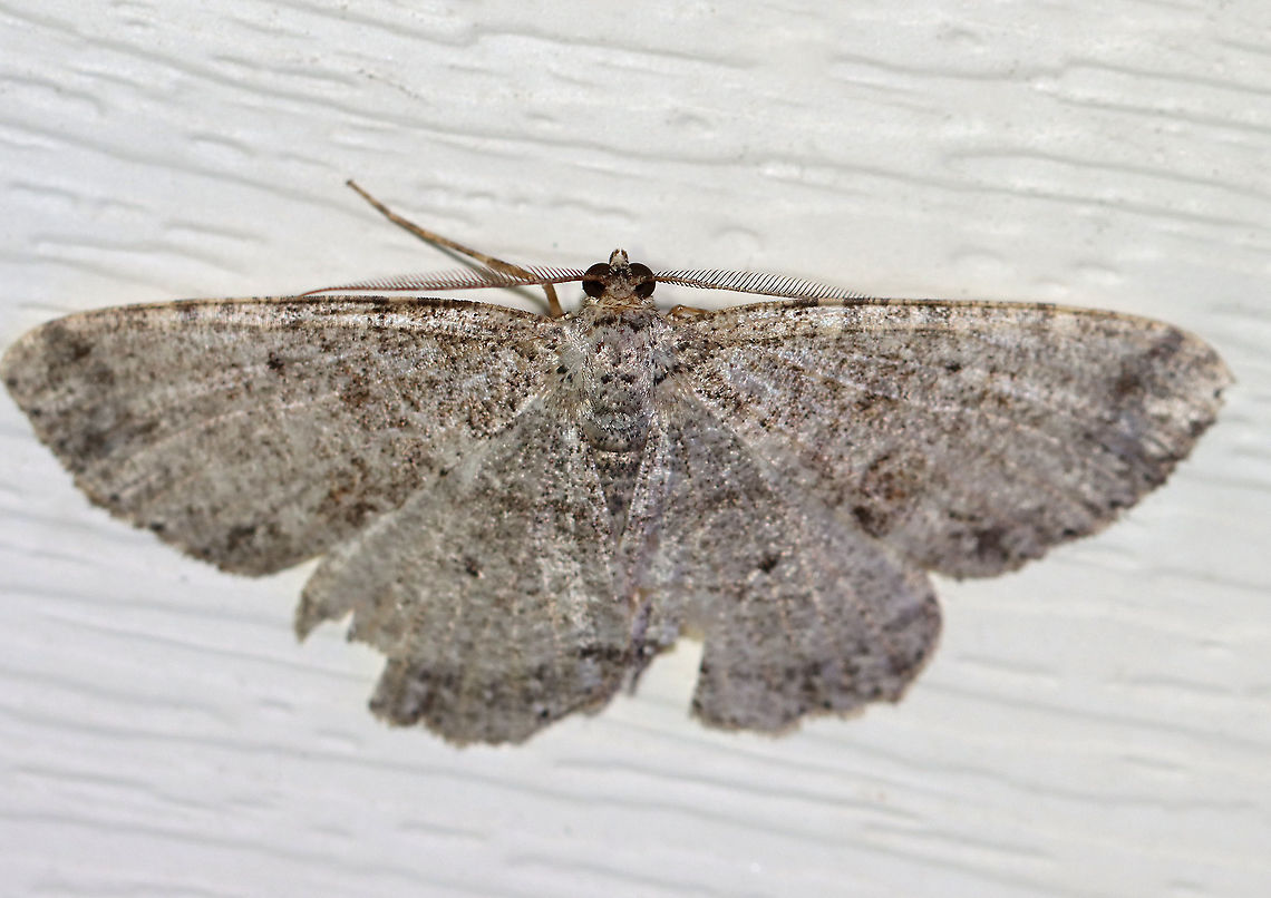 Canadian Melanolophia - Melanolophia canadaria WS: 35 mm. Pale gray FW marked with fragmented lines. Wavy PM line that is double at the midpoint and inner margin, forming two dark patches.<br />
<br />
Habitat: Attracted to a 395 nm LED light in a semi-rural area<br />
<br />
2020(130) Canadian melanolophia,Geotagged,Melanolophia canadaria,Moth Week 2020,Summer,United States,moth
