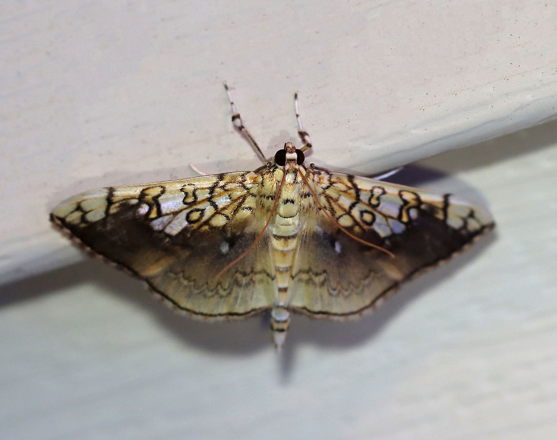 Basswood Leafroller - Pantographa limata WS: ~40 mm.  FW marked with pattern of brown lines. Inner margin and central ST area shaded purplish brown. Hosts: Basswood, oak, and rock elm. Status: Common.<br />
<br />
Habitat: Attracted to a 395 nm LED light in a semi-rural area<br />
<br />
2020(131) Basswood Leafroller,Geotagged,Leafroller,Moth Week 2020,Pantographa,Pantographa limata,Summer,United States,moth