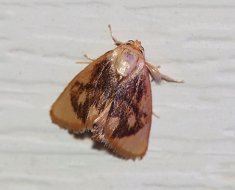 Abbreviated Button Slug - Tortricidia flexuosa TL; ~ 10 mm. Tan FW with PM and ST lines fused at costa. Hosts: Deciduous trees. Status: Common.

Habitat: Attracted to a 395 nm LED light in a semi-rural area

2020(132) Abbreviated Button Slug,Geotagged,Moth Week 2020,Summer,Tortricidia,Tortricidia flexuosa,United States,moth,slug moth