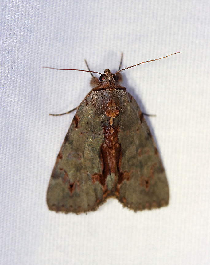 Woody Underwing - Catocala grynea TL: ~25 mm. Chestnut streak along inner margin. Fragmented AM and PM lines widen at costa. HW is golden yellow with black bands and checkered fringe. Hosts: Apple, cherry, hawthorn, and plum. Status: Common.<br />
<br />
Habitat: Attracted to a 395 nm LED light in a semi-rural area<br />
<br />
2020(133) Catocala,Catocala grynea,Geotagged,Moth Week 2020,Summer,United States,Woody Underwing,moth