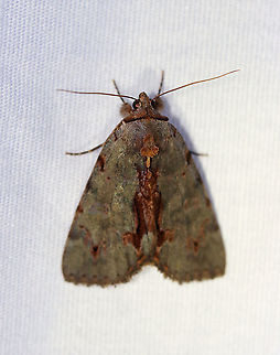 Woody Underwing - Catocala grynea TL: ~25 mm. Chestnut streak along inner margin. Fragmented AM and PM lines widen at costa. HW is golden yellow with black bands and checkered fringe. Hosts: Apple, cherry, hawthorn, and plum. Status: Common.

Habitat: Attracted to a 395 nm LED light in a semi-rural area

2020(133) Catocala,Catocala grynea,Geotagged,Moth Week 2020,Summer,United States,Woody Underwing,moth