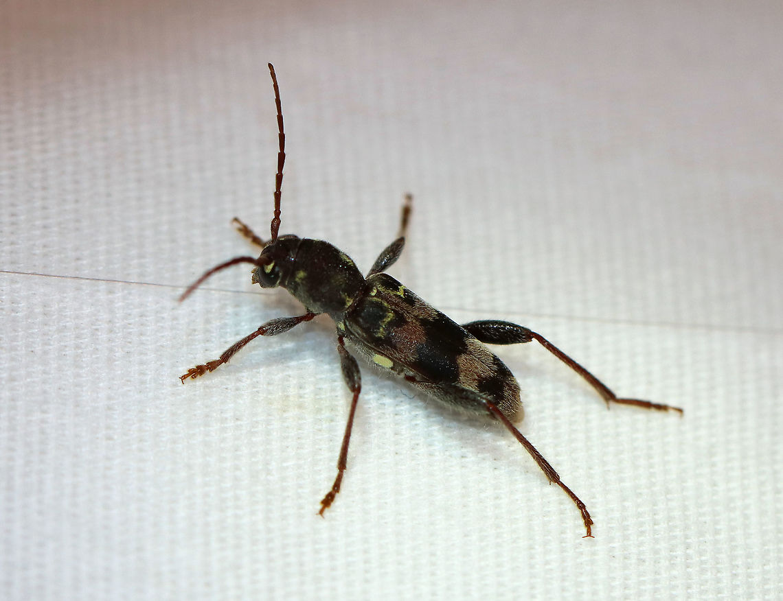 Rustic Borer - Xylotrechus colonus TL: ~12 mm. The larvae develop in nearly all eastern species of hardwood trees.<br />
<br />
Habitat: Attracted to a light in a semi-rural area.<br />
<figure class="photo"><a href="https://www.jungledragon.com/image/98427/rustic_borer_-_xylotrechus_colonus.html" title="Rustic Borer - Xylotrechus colonus"><img src="https://s3.amazonaws.com/media.jungledragon.com/images/3232/98427_thumb.jpg?AWSAccessKeyId=05GMT0V3GWVNE7GGM1R2&Expires=1767225610&Signature=n%2FTna5ug8NbwJKNcvM2uevhxIiY%3D" width="118" height="152" alt="Rustic Borer - Xylotrechus colonus TL: ~12 mm. The larvae develop in nearly all eastern species of hardwood trees.<br />
<br />
Habitat: Attracted to a light in a semi-rural area.<br />
https://www.jungledragon.com/image/98426/rustic_borer_-_xylotrechus_colonus.html Geotagged,Rustic Borer,Summer,United States,Xylotrechus colonus" /></a></figure> Geotagged,Rustic Borer,Summer,United States,Xylotrechus,Xylotrechus colonus,beetle,borer