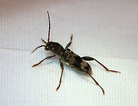 Rustic Borer - Xylotrechus colonus TL: ~12 mm. The larvae develop in nearly all eastern species of hardwood trees.<br />
<br />
Habitat: Attracted to a light in a semi-rural area.<br />
https://www.jungledragon.com/image/98427/rustic_borer_-_xylotrechus_colonus.html Geotagged,Rustic Borer,Summer,United States,Xylotrechus,Xylotrechus colonus,beetle,borer