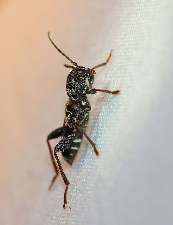 Rustic Borer - Xylotrechus colonus TL: ~12 mm. The larvae develop in nearly all eastern species of hardwood trees.<br />
<br />
Habitat: Attracted to a light in a semi-rural area.<br />
<figure class="photo"><a href="https://www.jungledragon.com/image/98426/rustic_borer_-_xylotrechus_colonus.html" title="Rustic Borer - Xylotrechus colonus"><img src="https://s3.amazonaws.com/media.jungledragon.com/images/3232/98426_thumb.jpg?AWSAccessKeyId=05GMT0V3GWVNE7GGM1R2&Expires=1759968010&Signature=aBcV1b9Kws4cM9fNzN1%2B2qeMTHw%3D" width="200" height="154" alt="Rustic Borer - Xylotrechus colonus TL: ~12 mm. The larvae develop in nearly all eastern species of hardwood trees.<br />
<br />
Habitat: Attracted to a light in a semi-rural area.<br />
https://www.jungledragon.com/image/98427/rustic_borer_-_xylotrechus_colonus.html Geotagged,Rustic Borer,Summer,United States,Xylotrechus,Xylotrechus colonus,beetle,borer" /></a></figure> Geotagged,Rustic Borer,Summer,United States,Xylotrechus colonus