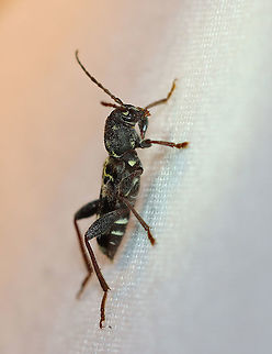 Rustic Borer - Xylotrechus colonus TL: ~12 mm. The larvae develop in nearly all eastern species of hardwood trees.

Habitat: Attracted to a light in a semi-rural area.
https://www.jungledragon.com/image/98426/rustic_borer_-_xylotrechus_colonus.html Geotagged,Rustic Borer,Summer,United States,Xylotrechus colonus