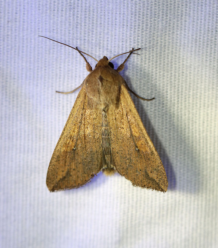 White-Speck Moth - Mythimna unipuncta TL: ~20 mm. FW was tan-brown and was peppered with few darker scales; A tiny, white speck touches the inner part of the reniform spot; a thin dark line slants inward from the apex.<br />
<br />
Habitat: Attracted to a 395 nm light in a rural area<br />
<br />
2020(d) Geotagged,Moth Week 2020,Mythimna,Mythimna unipuncta,Summer,United States,White-speck,moth