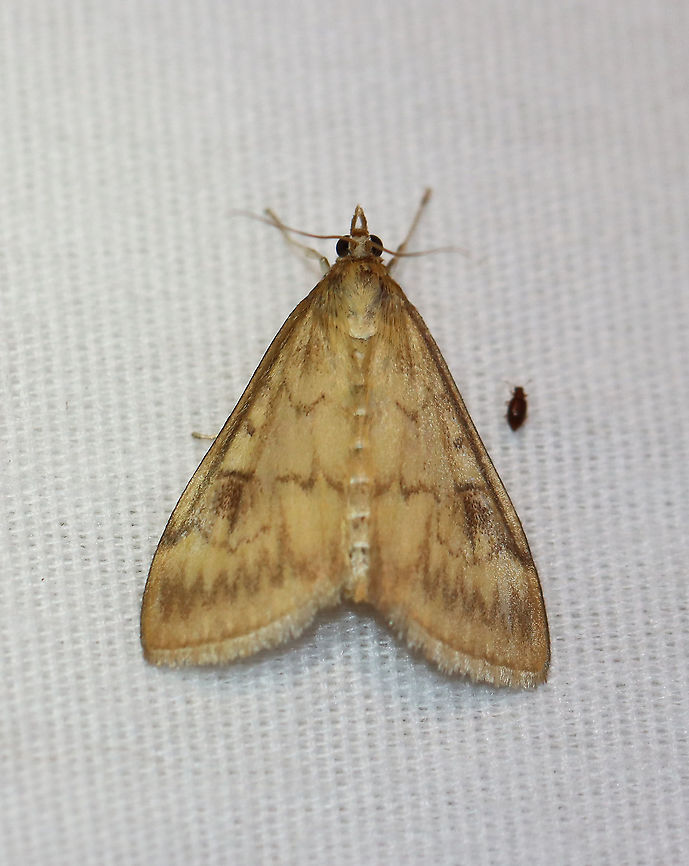 European Corn Borer - Ostrinia nubilalis TL: 15 mm. This species is sexually dimorphic. The forewing of the male is mostly brown with a yellowish band below the jagged postmedial line.<br />
<br />
Habitat: Attracted to an LED light (395 nm) in a semi-rural area; It was relaxing with a tiny beetle friend. They were probably discussing the hideous, hot and humid weather.<br />
<br />
2020(134) European corn borer,Geotagged,Moth Week 2020,Ostrinia,Ostrinia nubilalis,Summer,United States,moth