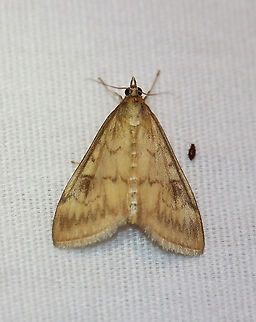 European Corn Borer - Ostrinia nubilalis TL: 15 mm. This species is sexually dimorphic. The forewing of the male is mostly brown with a yellowish band below the jagged postmedial line.

Habitat: Attracted to an LED light (395 nm) in a semi-rural area; It was relaxing with a tiny beetle friend. They were probably discussing the hideous, hot and humid weather.

2020(134) European corn borer,Geotagged,Moth Week 2020,Ostrinia,Ostrinia nubilalis,Summer,United States,moth