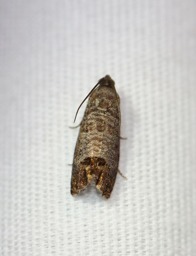 Codling Moth - Cydia pomonella TL: 12 mm. Brownish gray FW with fine, darker bands. Large patch in inner ST area that has fragmented bronze bars. Hosts: Apple, pear, and plum. *Introduced from Europe; this species is a fruit tree pest.<br />
<br />
Habitat: Attracted to a 395 nm LED light in a semi-rural area<br />
<br />
2020(135) Codling moth,Cydia,Cydia pomonella,Geotagged,Moth Week 2020,Summer,United States,moth
