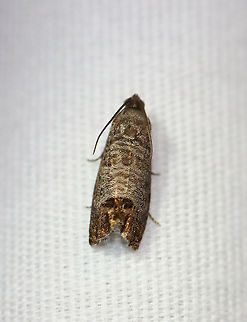 Codling Moth - Cydia pomonella TL: 12 mm. Brownish gray FW with fine, darker bands. Large patch in inner ST area that has fragmented bronze bars. Hosts: Apple, pear, and plum. *Introduced from Europe; this species is a fruit tree pest.

Habitat: Attracted to a 395 nm LED light in a semi-rural area

2020(135) Codling moth,Cydia,Cydia pomonella,Geotagged,Moth Week 2020,Summer,United States,moth