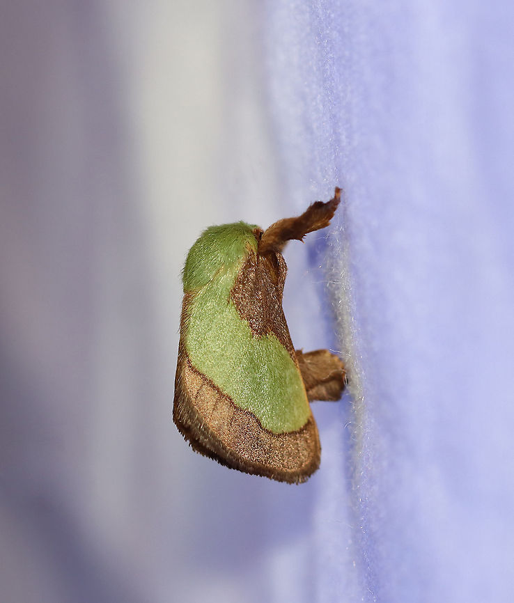 Smaller Parasa Moth - Parasa chloris TL: ~15 mm. Green, hairy thorax. Forewings are brown with large green patch that has a nearly straight outer edge. Hosts: Deciduous trees<br />
<br />
Habitat: Attracted to a 395 nm LED light in a semi-rural area<br />
<br />
2020(136) Geotagged,Moth Week 2020,Parasa,Parasa chloris,Smaller Parasa Moth,Summer,United States,moth