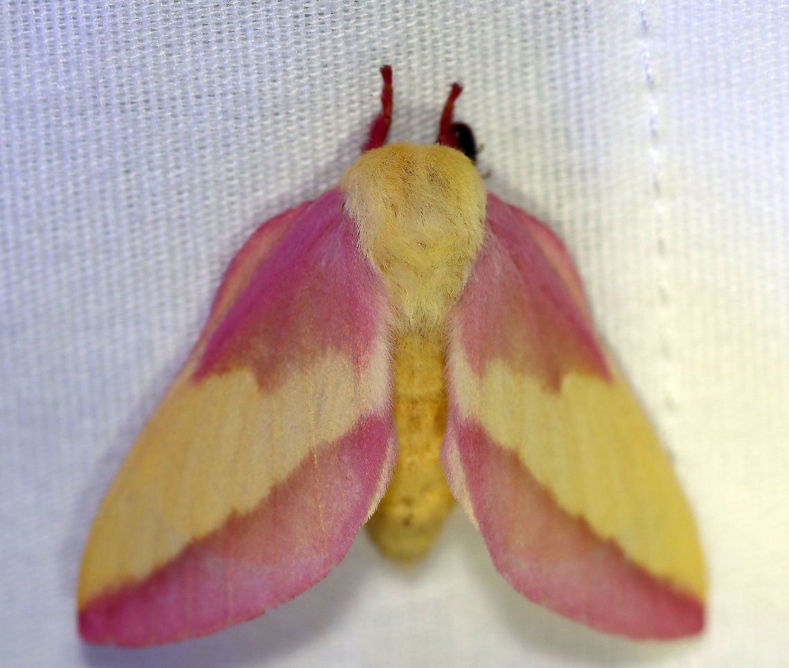 Rosy Maple Moth - Dryocampa rubicunda WS: ~40 mm. Stunning pink and cream-colored moth, which is supposedly common, yet I rarely see it. Hosts: Maple (Acer), sycamore (Platanus), beech (Fagus) or oaks, (Quercus).<br />
<br />
Habitat: Attracted to a 395 nm LED light in a semi-rural area<br />
<br />
2020(137) Dryocampa,Dryocampa rubicunda,Geotagged,Moth Week 2020,Rosy maple moth,Summer,United States,moth