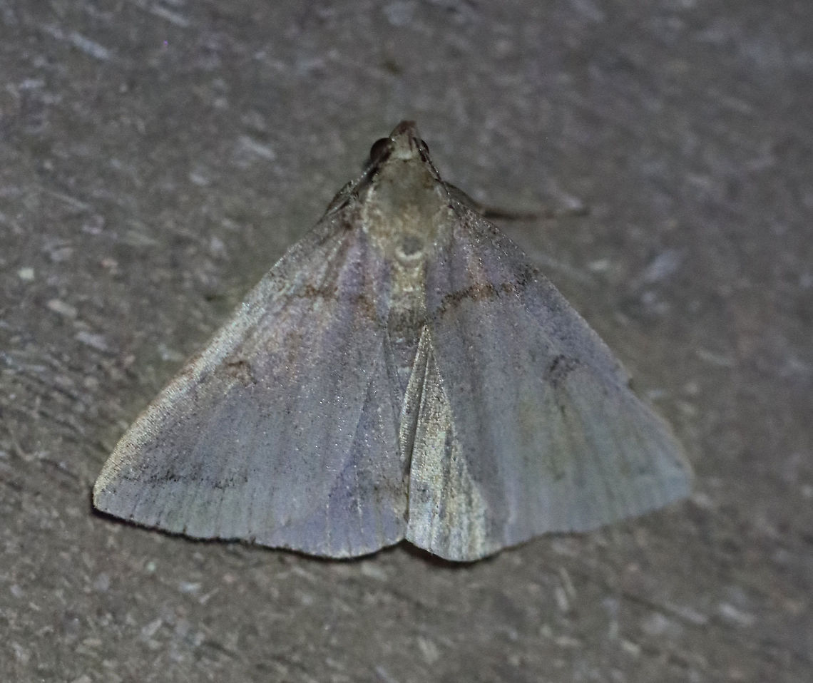Variable Fan-Foot - Zanclognatha laevigata TL: ~20 mm. FW color and pattern is very variable. Wavy ST line curves toward apex. Hosts: Probably dead leaves. Status: Common<br />
<br />
Habitat: Attracted to a 395 nm LED light in a semi-rural area<br />
<br />
2020(d) Geotagged,Moth Week 2020,Summer,United States,Variable Fan-Foot,Zanclognatha,Zanclognatha laevigata,moth