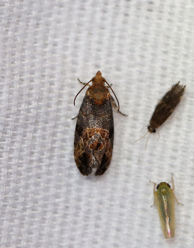 Grape Berry Moth - Paralobesia viteana TL: ~5 mm. Gray FW with bronze median and PM patches. Host: Grape. Status: Common.<br />
<br />
Habitat: Attracted to a 395 nm LED light in a semi-rural area<br />
<br />
2020(138) Geotagged,Grape berry moth,Moth Week 2020,Paralobesia,Paralobesia viteana,Summer,United States,moth
