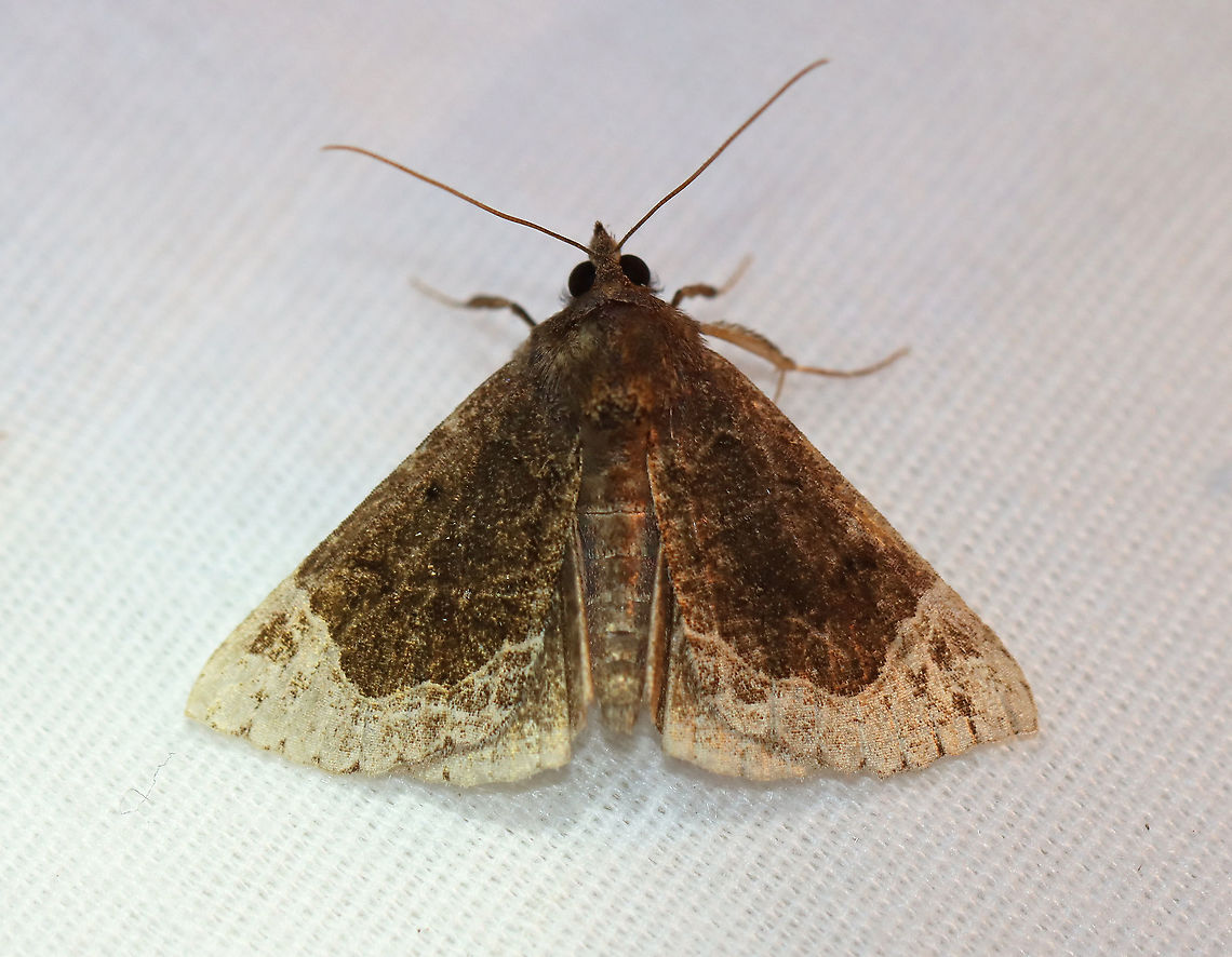 White-lined Hypena - Hypena abalienalis TL: ~15 mm. Sexually dimorphic. Brown FW with lacy, tan ST area. Host: Slippery elm. Status: common.<br />
<br />
Habitat: Attracted to a 395 nm LED light in a semi-rural area<br />
<br />
2020(139) Geotagged,Hypena,Hypena abalienalis,Moth Week 2020,Summer,United States,White-lined Hypena,moth