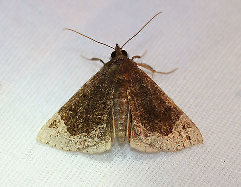 White-lined Hypena - Hypena abalienalis TL: ~15 mm. Sexually dimorphic. Brown FW with lacy, tan ST area. Host: Slippery elm. Status: common.

Habitat: Attracted to a 395 nm LED light in a semi-rural area

2020(139) Geotagged,Hypena,Hypena abalienalis,Moth Week 2020,Summer,United States,White-lined Hypena,moth