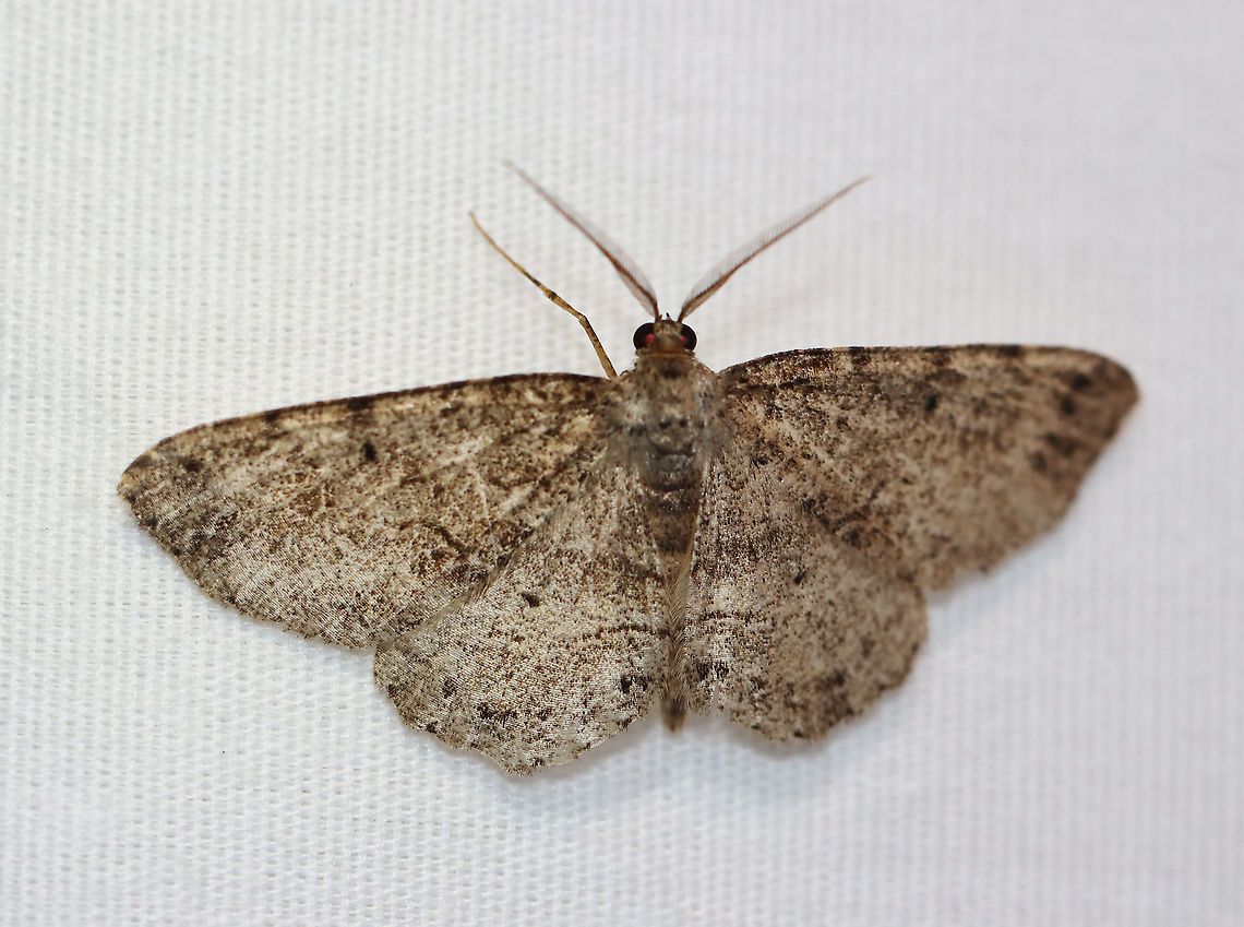 Canadian Melanolophia - Melanolophia canadaria WS: 35 mm. Pale gray FW marked with fragmented lines. Wavy PM line that is double at the midpoint and inner margin, forming two dark patches.<br />
<br />
Habitat: Attracted to a 395 nm LED light in a semi-rural area<br />
<br />
2020(d) Canadian melanolophia,Geotagged,Melanolophia canadaria,Moth Week 2020,Summer,United States,moth