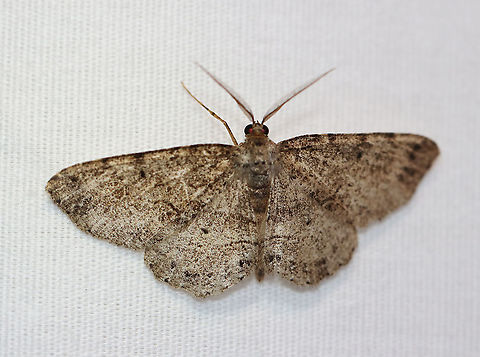 Canadian Melanolophia - Melanolophia canadaria WS: 35 mm. Pale gray FW marked with fragmented lines. Wavy PM line that is double at the midpoint and inner margin, forming two dark patches.

Habitat: Attracted to a 395 nm LED light in a semi-rural area

2020(d) Canadian melanolophia,Geotagged,Melanolophia canadaria,Moth Week 2020,Summer,United States,moth