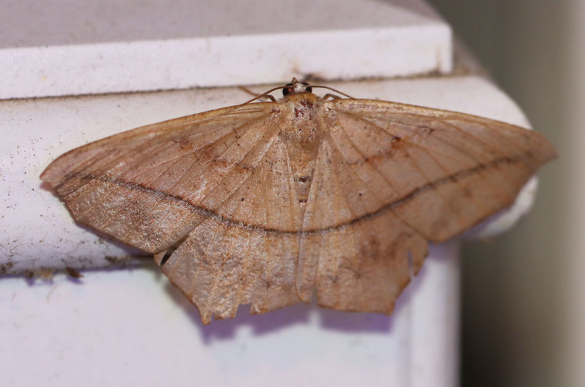 Large Maple Spanworm - Prochoerodes lineola WS: ~ 45 mm. Very variable. Tiny, black discal spots mark all wings. Hosts: Deciduous trees and low plants<br />
<br />
Habitat: Attracted to a 395 nm LED light in a semi-rural area<br />
<br />
2020(d) Geotagged,Large maple spanworm,Moth Week 2020,Prochoerodes,Prochoerodes lineola,Summer,United States,moth