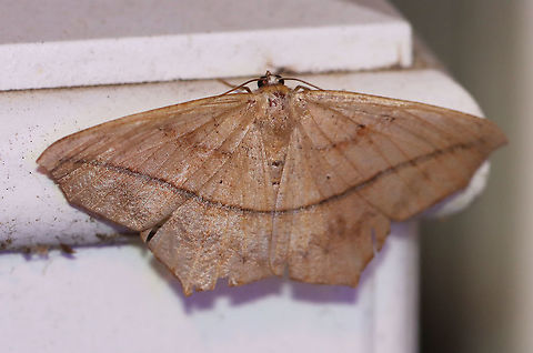 Large Maple Spanworm - Prochoerodes lineola WS: ~ 45 mm. Very variable. Tiny, black discal spots mark all wings. Hosts: Deciduous trees and low plants

Habitat: Attracted to a 395 nm LED light in a semi-rural area

2020(d) Geotagged,Large maple spanworm,Moth Week 2020,Prochoerodes,Prochoerodes lineola,Summer,United States,moth