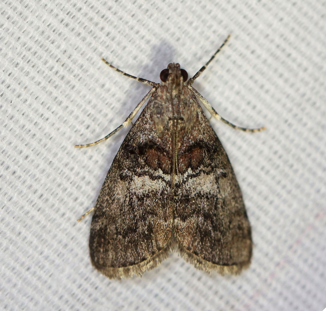 Maple Webworm - Pococera asperatella TL: ~12 mm. Grayish brown FW with wide, white median band. Black AM and PM lines are double. Host: Maple<br />
<br />
Habitat: Attracted to a 395 nm light in a semi-rural area<br />
<br />
2020(d) Geotagged,Maple Webworm Moth,Moth Week 2020,Pococera,Pococera asperatella,Summer,United States,moth